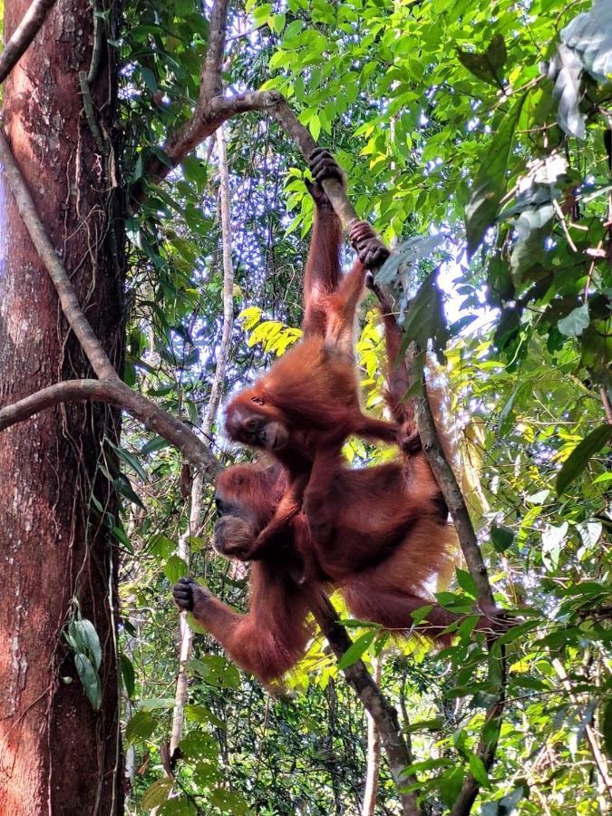 Jungle Life Guest House - Trekking & Transport Only Book With Us Bukit Lawang Eksteriør bilde