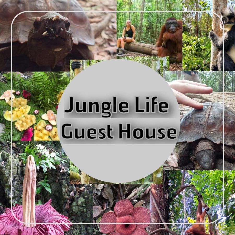 Jungle Life Guest House - Trekking & Transport Only Book With Us Bukit Lawang Eksteriør bilde