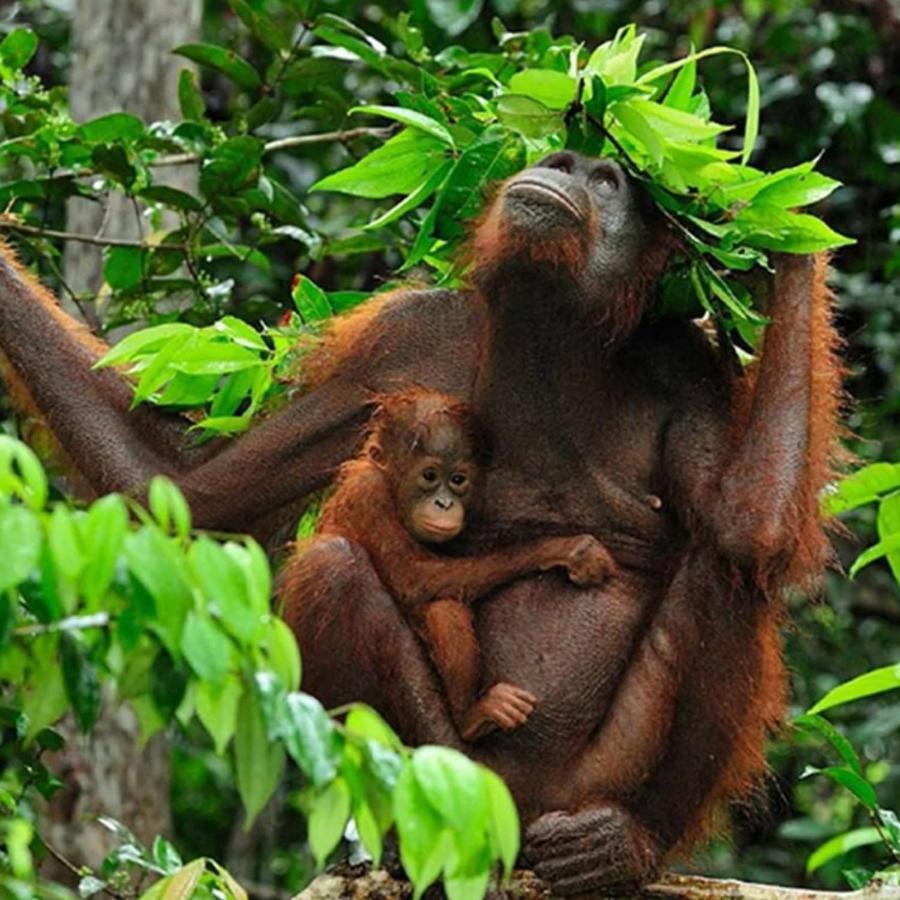 Jungle Life Guest House - Trekking & Transport Only Book With Us Bukit Lawang Eksteriør bilde
