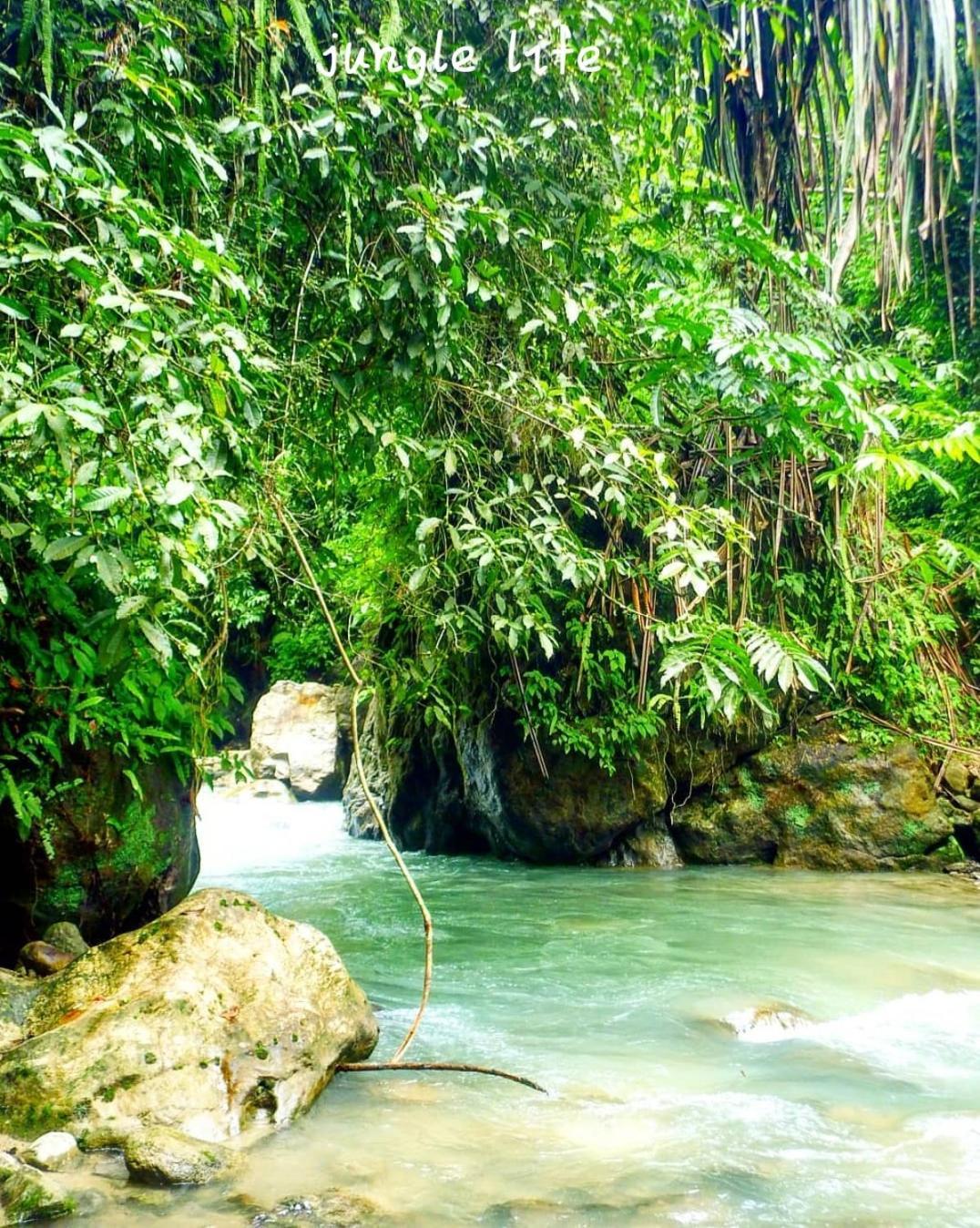 Jungle Life Guest House - Trekking & Transport Only Book With Us Bukit Lawang Eksteriør bilde