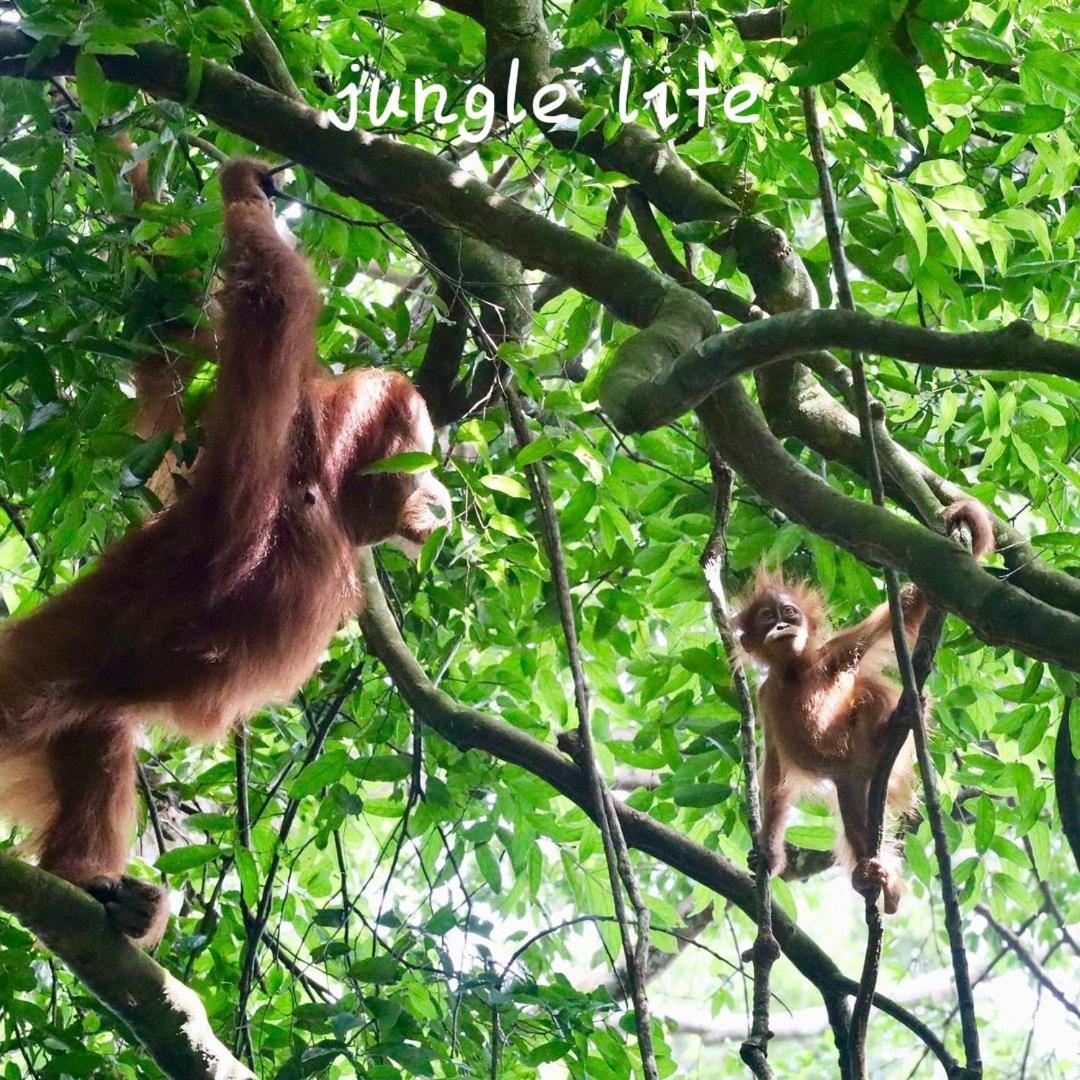 Jungle Life Guest House - Trekking & Transport Only Book With Us Bukit Lawang Eksteriør bilde