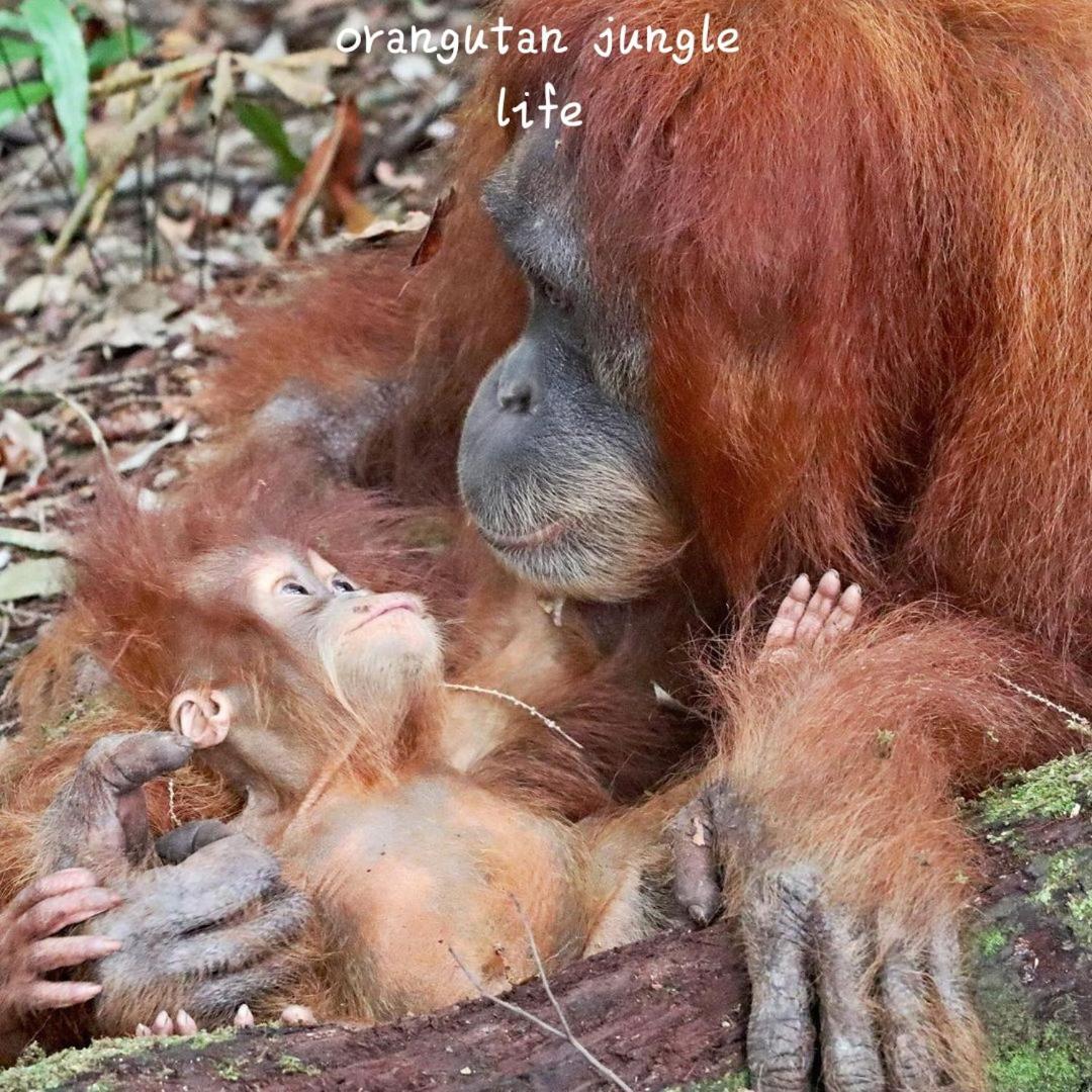 Jungle Life Guest House - Trekking & Transport Only Book With Us Bukit Lawang Eksteriør bilde