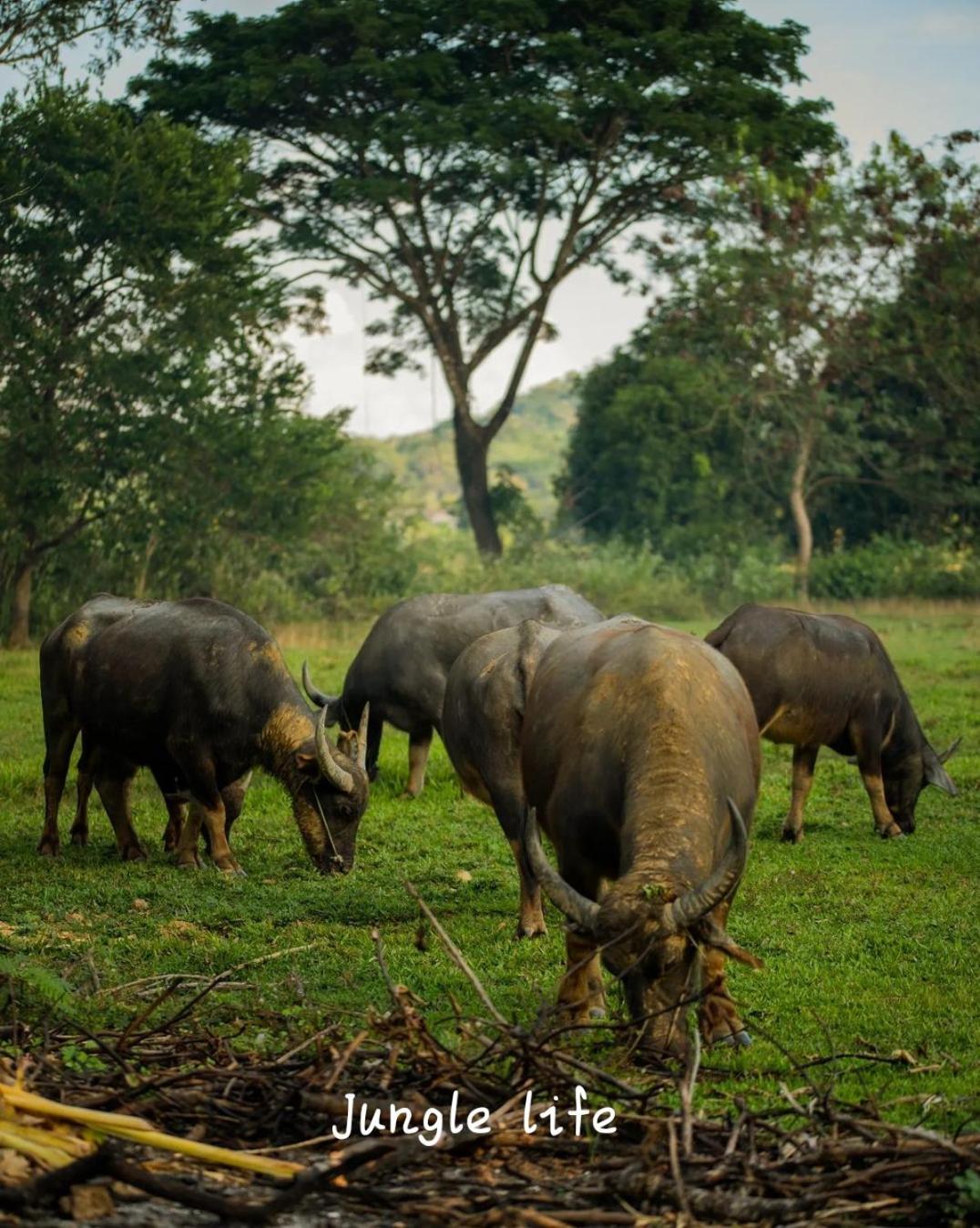 Jungle Life Guest House - Trekking & Transport Only Book With Us Bukit Lawang Eksteriør bilde