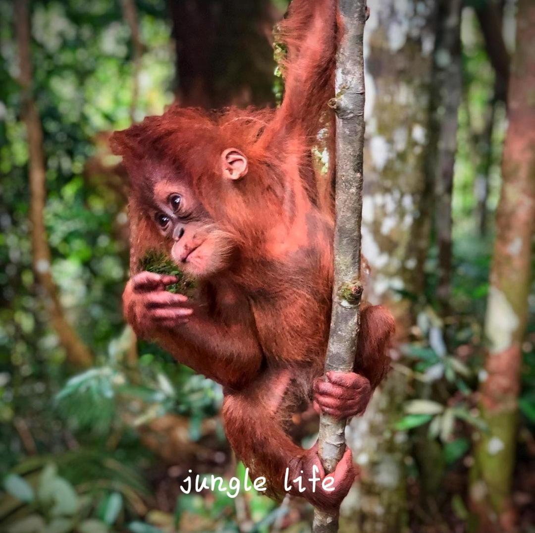 Jungle Life Guest House - Trekking & Transport Only Book With Us Bukit Lawang Eksteriør bilde