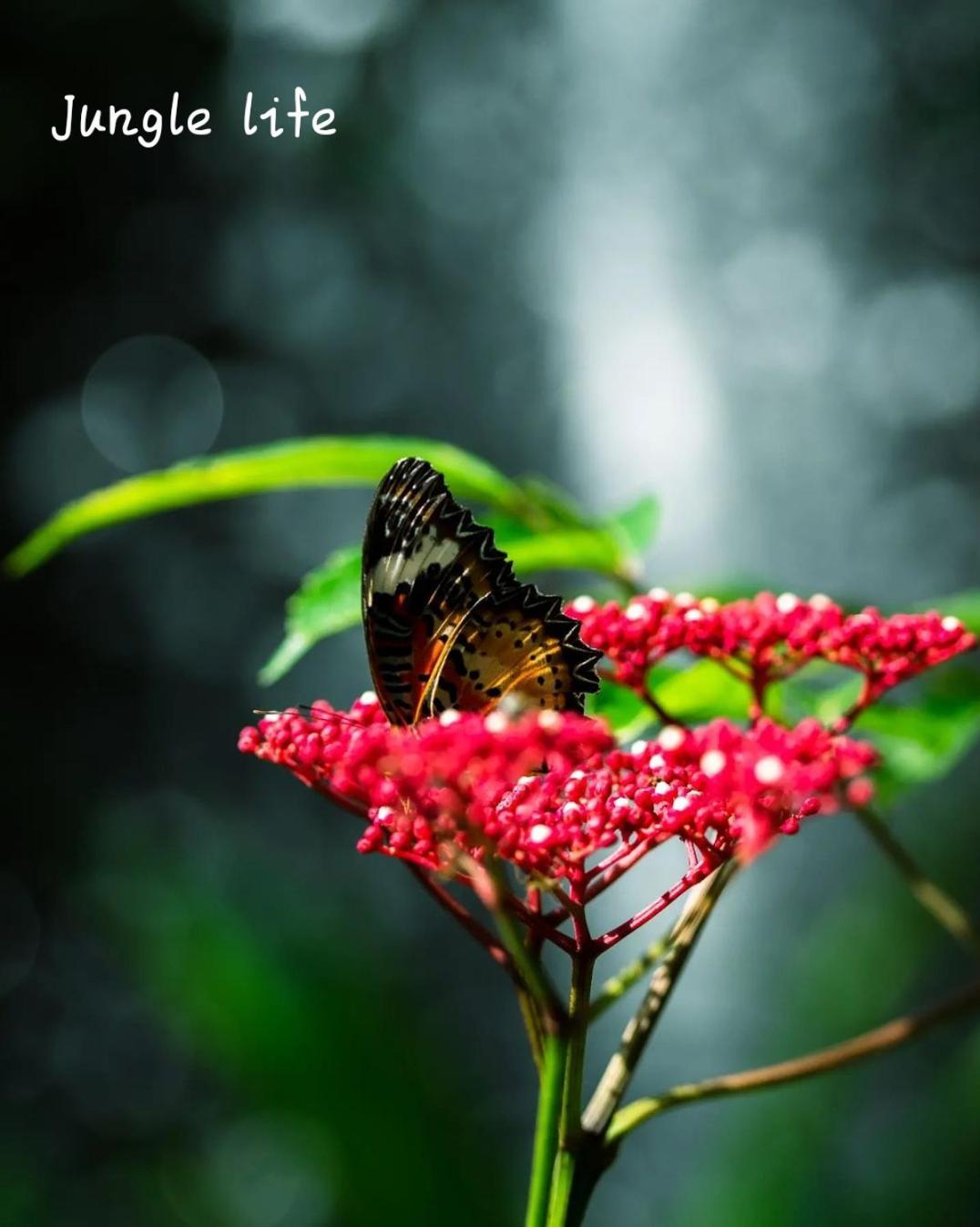Jungle Life Guest House - Trekking & Transport Only Book With Us Bukit Lawang Eksteriør bilde