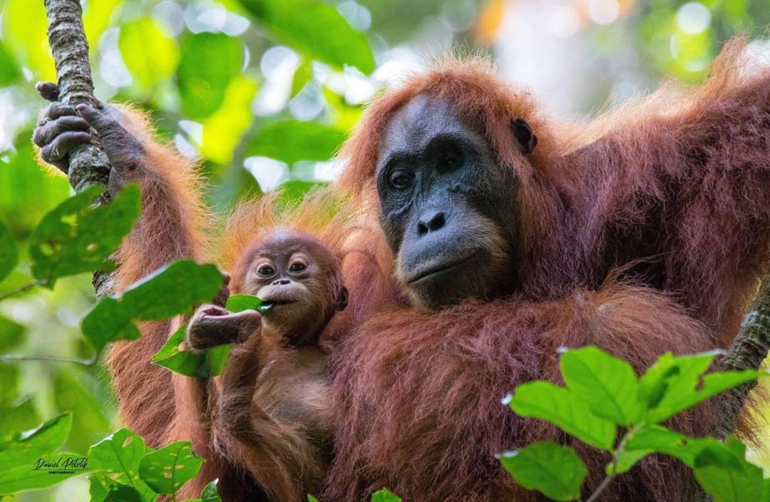 Jungle Life Guest House - Trekking & Transport Only Book With Us Bukit Lawang Eksteriør bilde