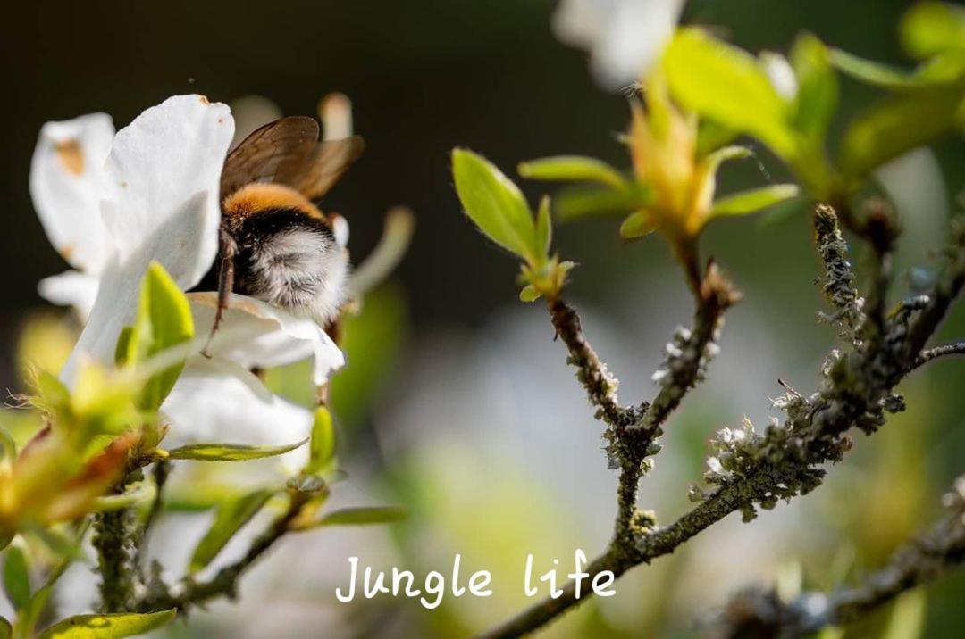 Jungle Life Guest House - Trekking & Transport Only Book With Us Bukit Lawang Eksteriør bilde
