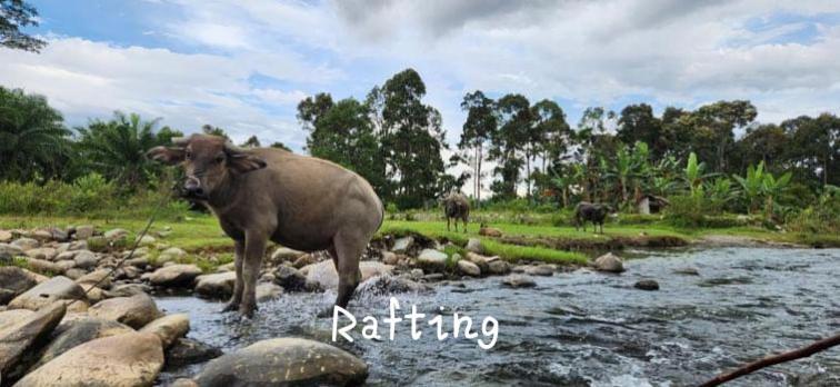 Jungle Life Guest House - Trekking & Transport Only Book With Us Bukit Lawang Eksteriør bilde
