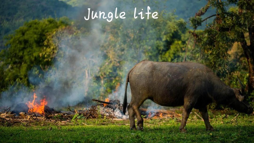 Jungle Life Guest House - Trekking & Transport Only Book With Us Bukit Lawang Eksteriør bilde
