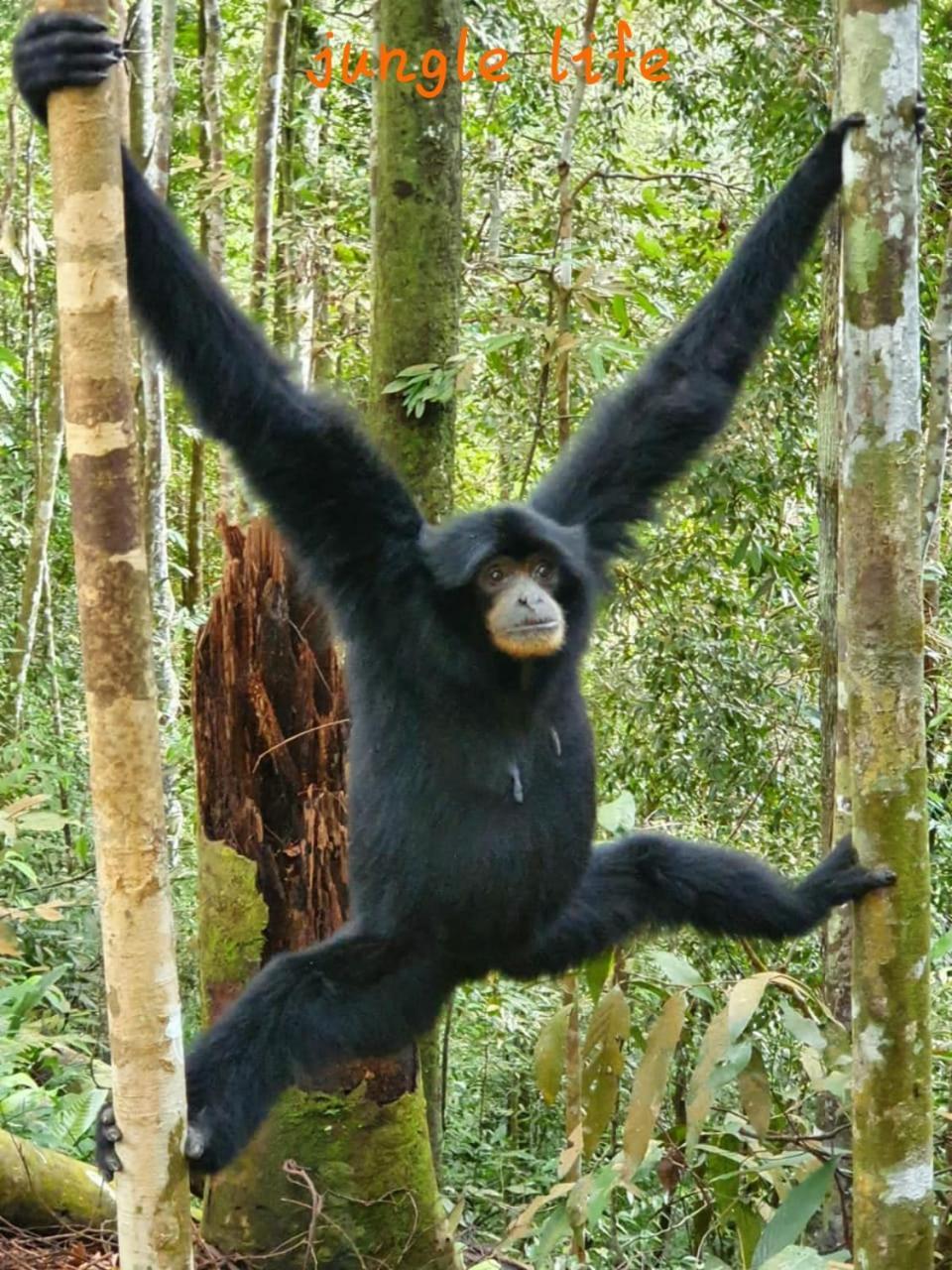Jungle Life Guest House - Trekking & Transport Only Book With Us Bukit Lawang Eksteriør bilde