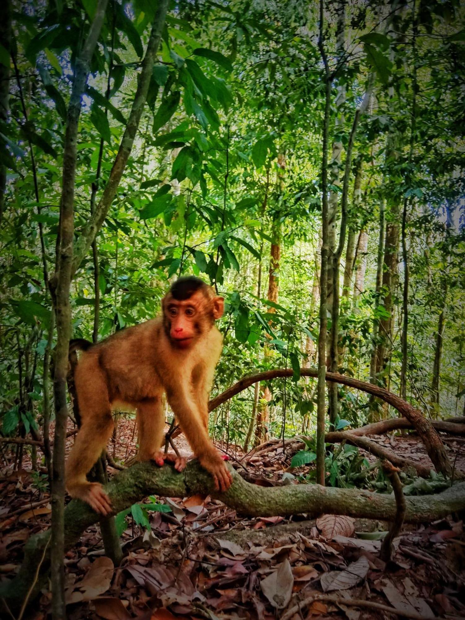 Jungle Life Guest House - Trekking & Transport Only Book With Us Bukit Lawang Eksteriør bilde