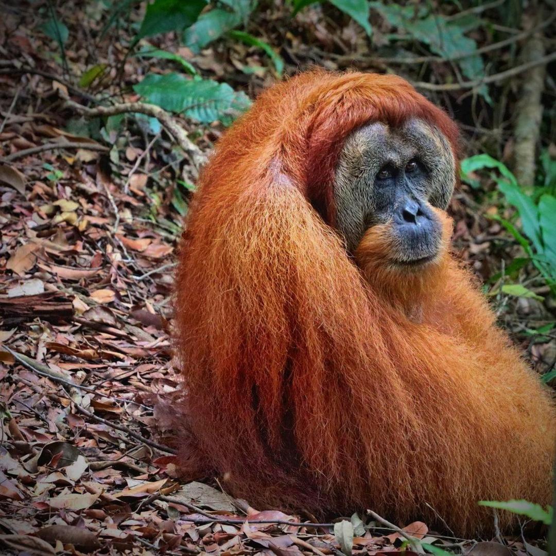 Jungle Life Guest House - Trekking & Transport Only Book With Us Bukit Lawang Eksteriør bilde
