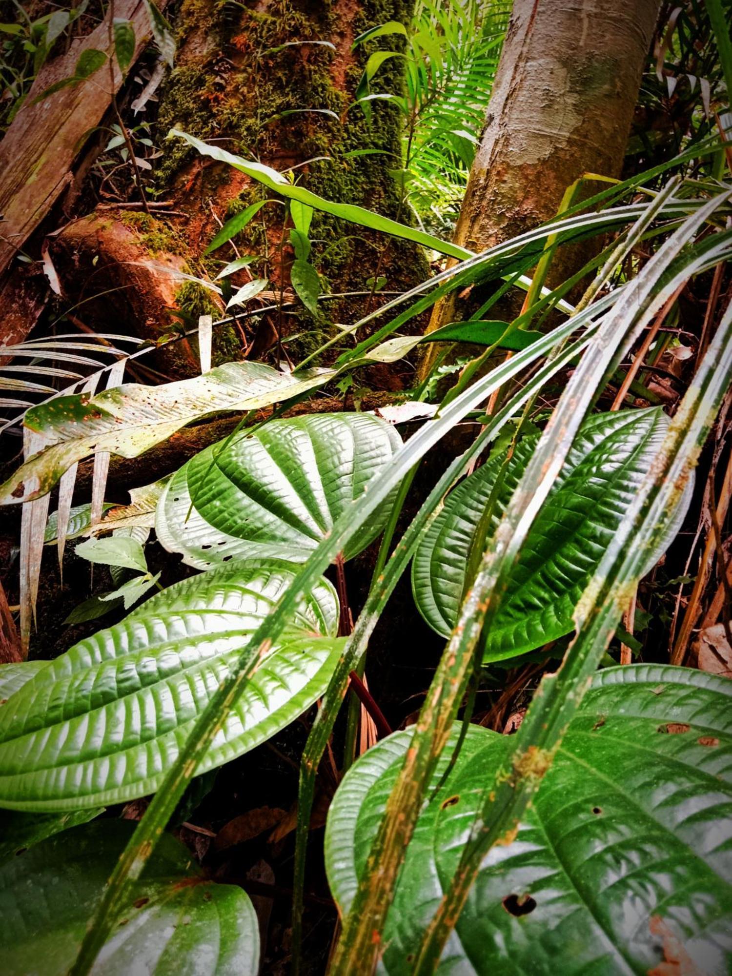 Jungle Life Guest House - Trekking & Transport Only Book With Us Bukit Lawang Eksteriør bilde