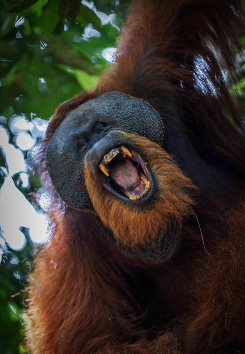 Jungle Life Guest House - Trekking & Transport Only Book With Us Bukit Lawang Eksteriør bilde
