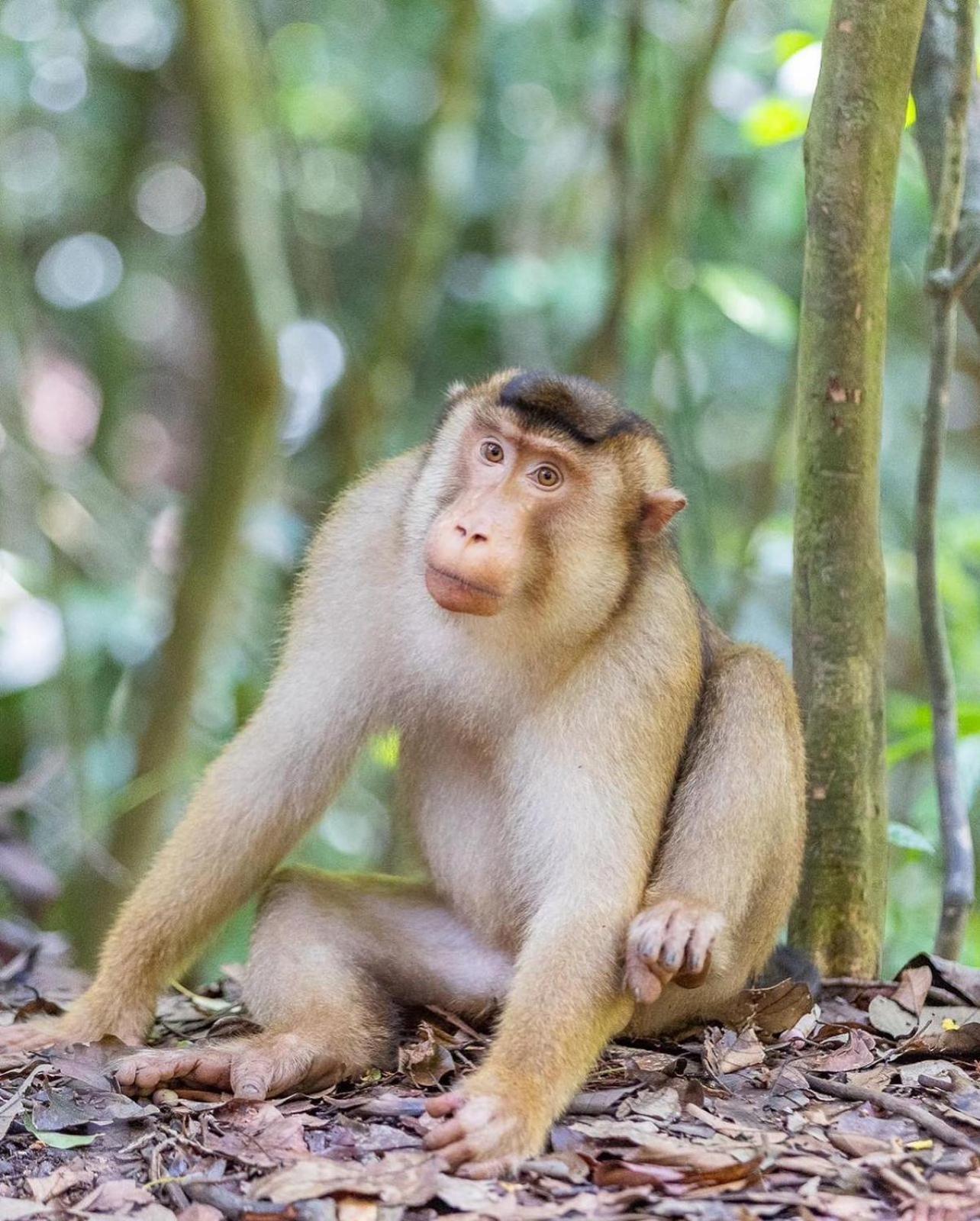 Jungle Life Guest House - Trekking & Transport Only Book With Us Bukit Lawang Eksteriør bilde