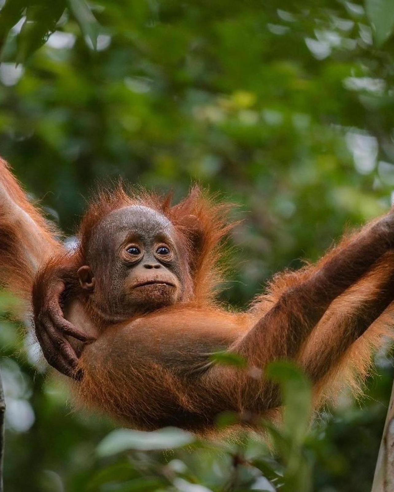 Jungle Life Guest House - Trekking & Transport Only Book With Us Bukit Lawang Eksteriør bilde