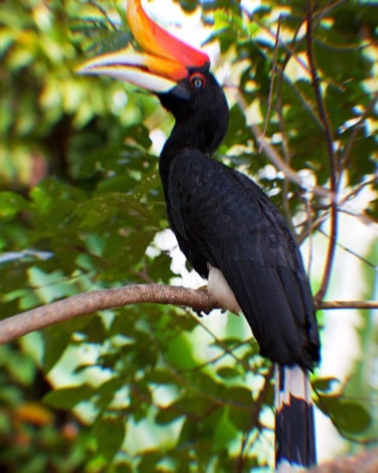 Jungle Life Guest House - Trekking & Transport Only Book With Us Bukit Lawang Eksteriør bilde