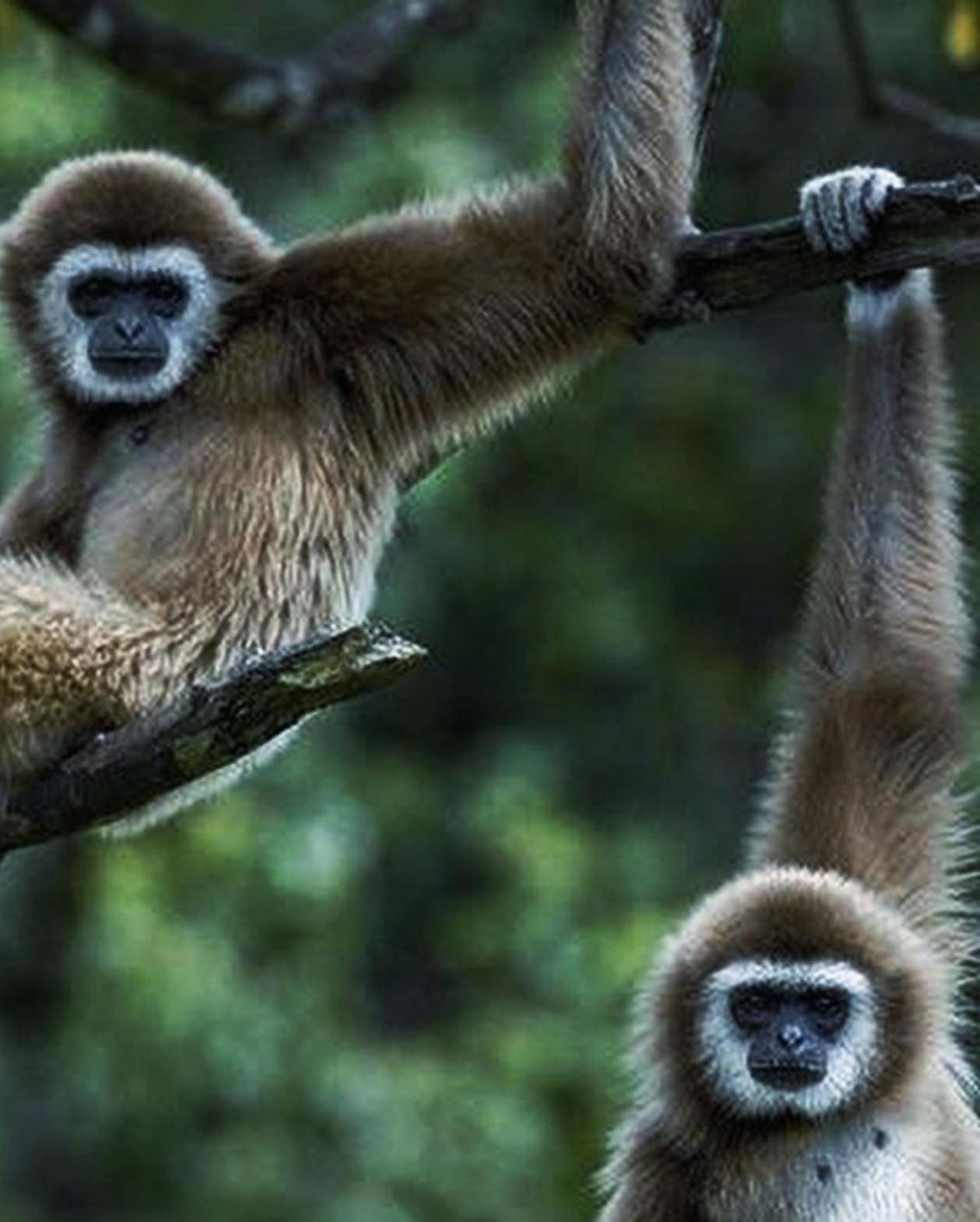 Jungle Life Guest House - Trekking & Transport Only Book With Us Bukit Lawang Eksteriør bilde