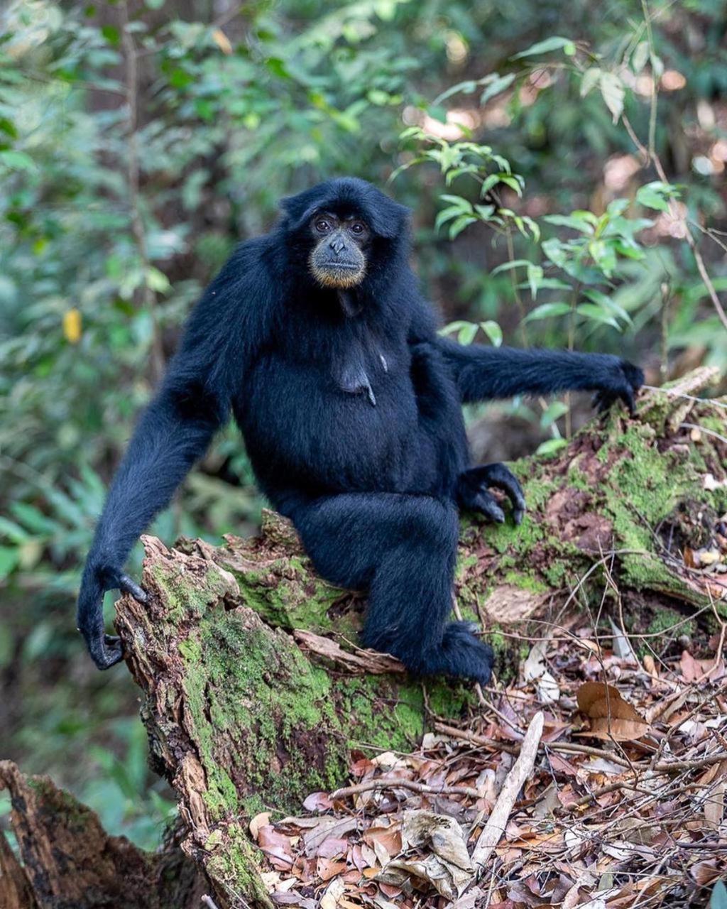 Jungle Life Guest House - Trekking & Transport Only Book With Us Bukit Lawang Eksteriør bilde