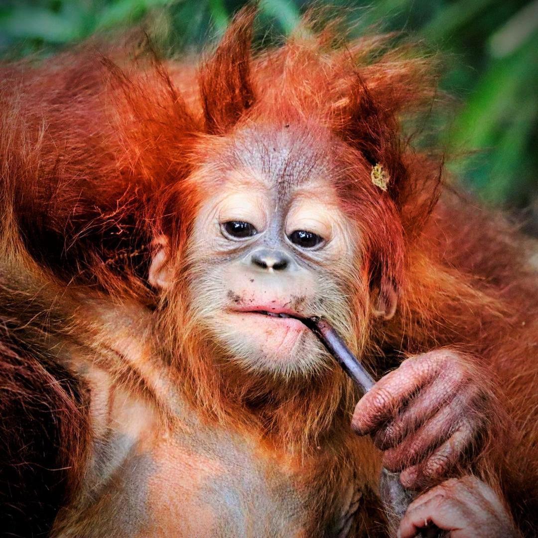 Jungle Life Guest House - Trekking & Transport Only Book With Us Bukit Lawang Eksteriør bilde